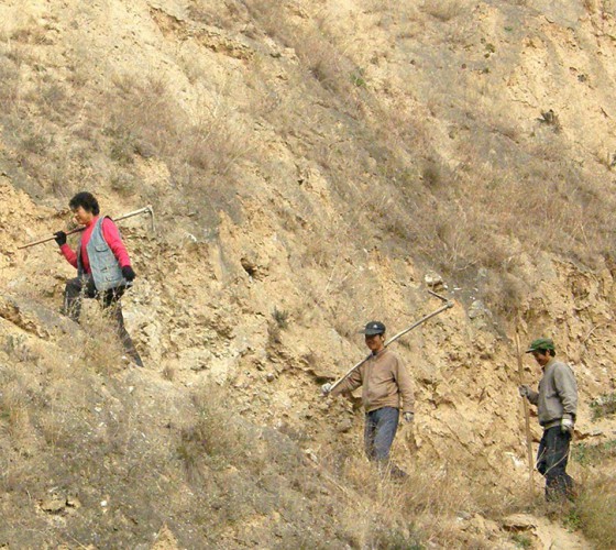 雖沒(méi)有十里桃林，漫山遍野的灼灼芳華。但我們有萬(wàn)畝國(guó)家級(jí)標(biāo)準(zhǔn)化油橄欖種植示范基地，漫山遍野，香氣撲鼻。畝是中國(guó)市制土地面積單位，一畝等于六十平..